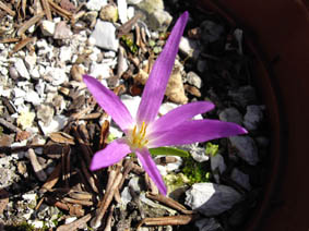 Colchicum montanum